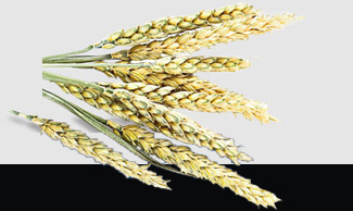 122cc太阳集成游戏(中国)有限公司官网