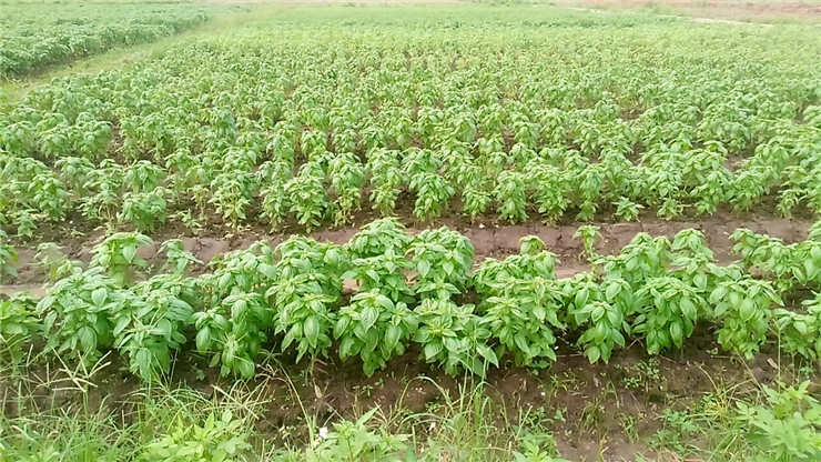 122cc太阳集成游戏(中国)有限公司官网