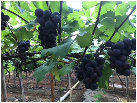 122cc太阳集成游戏(中国)有限公司官网