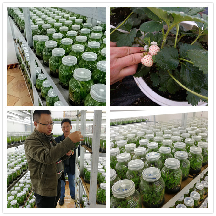 122cc太阳集成游戏(中国)有限公司官网