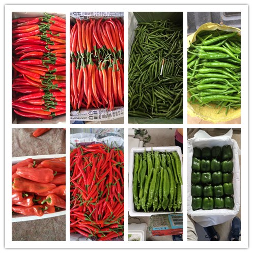 122cc太阳集成游戏(中国)有限公司官网